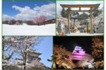 満開時は露店やライトアップ、雪上桜が楽しめる！ 桜を満喫する東日本の旅