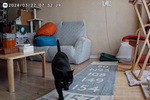 シャオミのネットワークカメラ「C500 Pro」で猫見守り用途のみのレビューをする