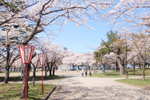 花火大会も行われる青森市の「青森春まつり」が桜咲く2つの公園で開催