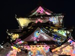 彦根城、桜のライトアップイベントがついに最強になってしまう