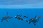 海中の生き物たちと触れあおう！Switch『フォーエバーブルー ルミナス』の新情報を公開