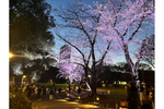 新宿中央公園の「夜桜ライトアップ」が4月14日まで期間延長