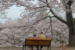 観光シーズン本番を迎えた春の八戸市で“映える”お花見三昧♪