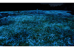 人に反応して広がる光と音　大阪市 長居植物園にてチームラボ作品「生命は闇に浮かぶまたたく光 - ネモフィラ」公開中
