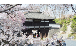 日本さくら名所100選や日本100名城にも選ばれた「小諸城址懐古園」にて夜桜ライトアップ　4月25日まで実施中