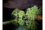 2ヵ月間だけの幻想的な風景「白川湖の水没林」、今年はライトアップを実施（4月20日～5月18日）