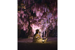 夜に魅せる藤の美しさを堪能　広島県「せらふじ園」にて藤ライトアップを実施中