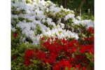 週末は花めぐりへ！ 新宿中央公園の春の花たちこんにちは！