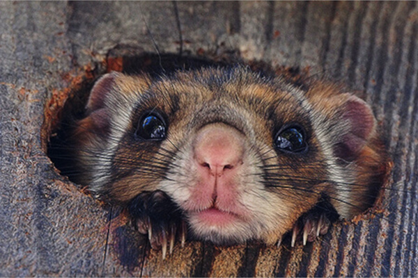 ムササビを観察しよう「空飛ぶムササビウォッチング」【上信越自動車道