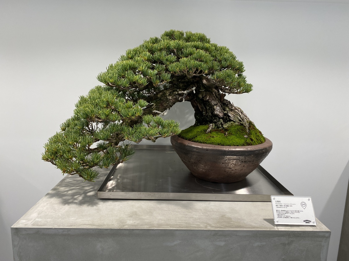 盆栽専門店「TRADMAN'S BONSAI」の盆栽