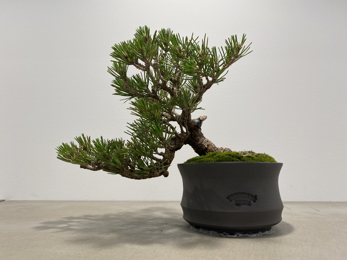 盆栽専門店「TRADMAN'S BONSAI」の盆栽