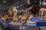 「大哺乳類展」が九州初上陸！ 福岡市博物館で7月3日から