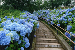 約500株のアジサイがブルーの花道を作り上げる八戸市の絶景公園