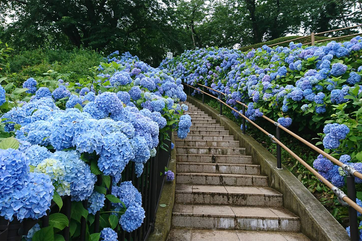 ASCII.jp：約500株のアジサイがブルーの花道を作り上げる八戸市の絶景公園