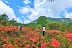 60万株のレンゲツツジ群落が見頃に！ 長野県東御市「湯の丸高原つつじ祭」【上信越自動車道 東部湯の丸ICから約13km】