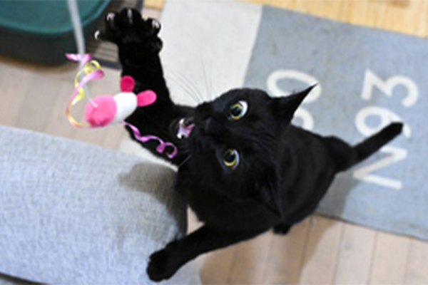 ニコン「Z6III」で秒120コマの超高速連写！ 黒猫ミルのダイナミックな