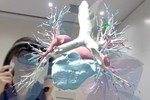CT撮影した肺の3D構造をMR（複合現実）で観察 ― キヤノンら医療研修システム開発