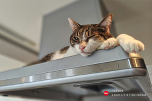 シャープの最新スマホ「AQUOS R9」は猫の瞳をちゃんと見つけてくれるし