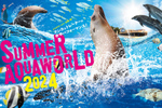 イルカ・アシカが水しぶきで涼をお届け！ アクアワールド茨城県大洗水族館「SUMMER AQUAWORLD 2024」【北関東自動車道 水戸大洗ICから約7km】