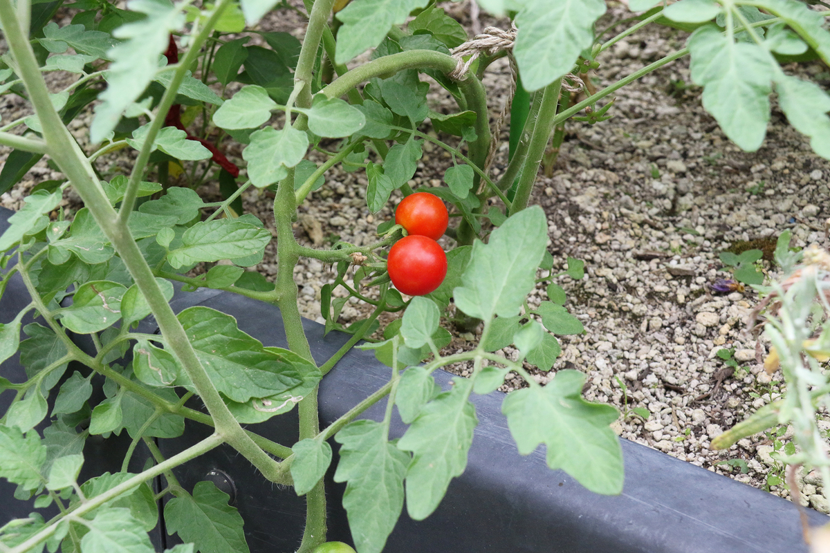 Edible park Otemachi by grow