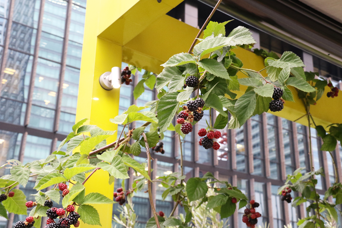 Edible park Otemachi by grow