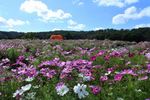 25万本のコスモスが見頃に！ 新潟県長岡市で「コスモスまつり」9月21日から【関越自動車道 長岡ICから約7.5km】