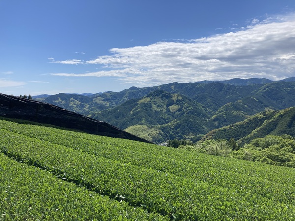 ミルクレア天空の抹茶