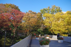 どんぐりコロコロ！秋の木の実紅葉、花々