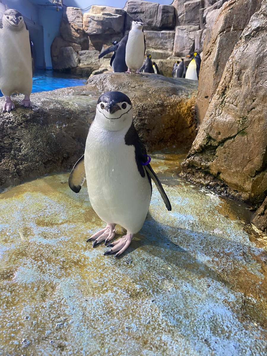 ASCII.jp：横浜・八景島シーパラダイスに新たにヒゲペンギンが登場