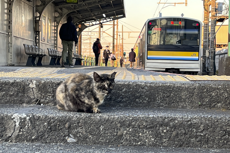 鶴見線のホームに佇む猫