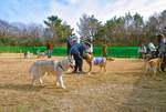 愛犬と自由に楽しむ！国営ひたち海浜公園の期間限定ドッグランオープン【常陸那珂有料道路 ひたち海浜公園ICから約1.5km】