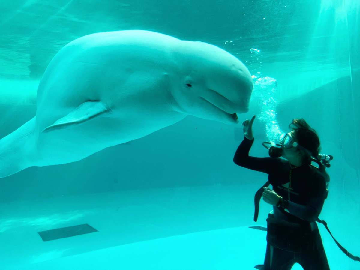 シロハラ SHV3 -ブラック×ホワイト-幅広のレトロランニングスニーカー-blueover