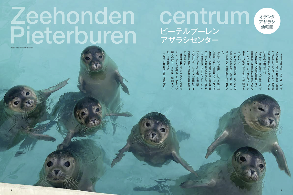 ASCII.jp：【茶柱】「アザラシ幼稚園」表紙のムック発売 Amazon初登場1