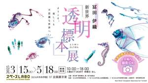 生物の内部構造が丸見え！「透明標本展」幻想的な生物標本が北九州市科学館に集結