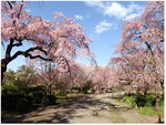 2025年版：東京都の桜開花状況がリアルタイム更新中！8段階でチェック可能