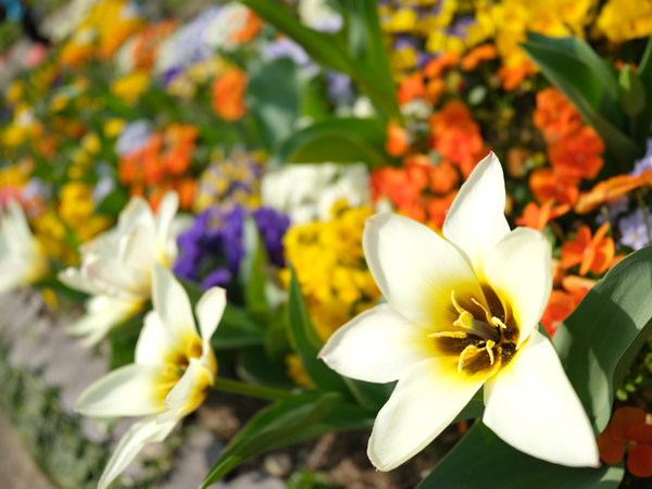 「GFX100RF」実機レビュー