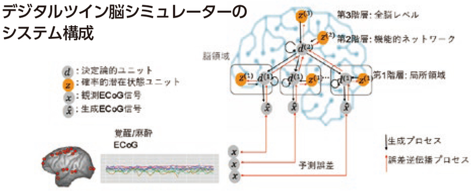 ASCII.jp：霊長類の脳機能をデジタル上で再現！「デジタルツイン脳