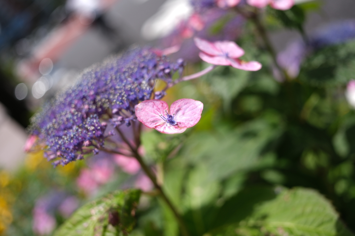 「X-E5」実写レビュー