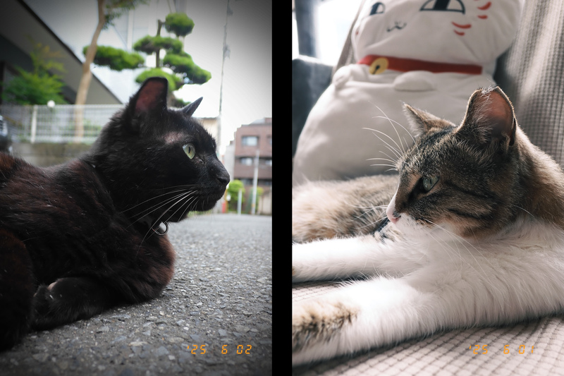 自分の中の「エモさ」を覚醒させる富士フイルム「X half」でエモい猫