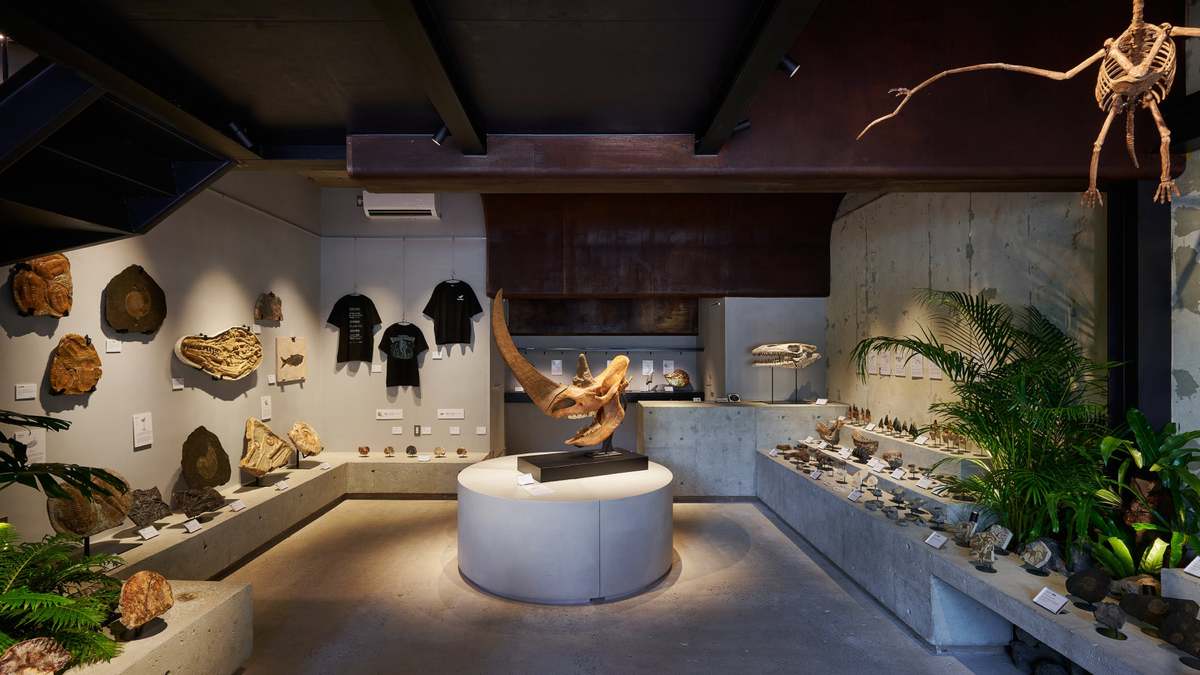 ASCII.jp：恐竜化石をアートなインテリアに。福岡で希少化石を販売