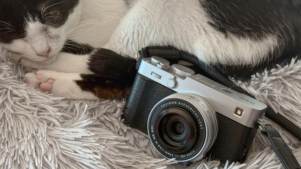 富士フイルムのミラーレスカメラ「X-E5」は夏の猫を撮るのに最適なこと