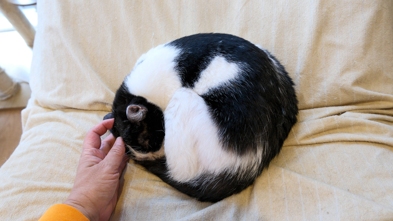 猫が左右どちらを下にして寝るのかを写真で振り返る Infoseekニュース