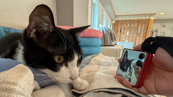 実は折りたたみスマホと猫撮影は相性が良い！ GALAXY Z Fold7/Flip7を
