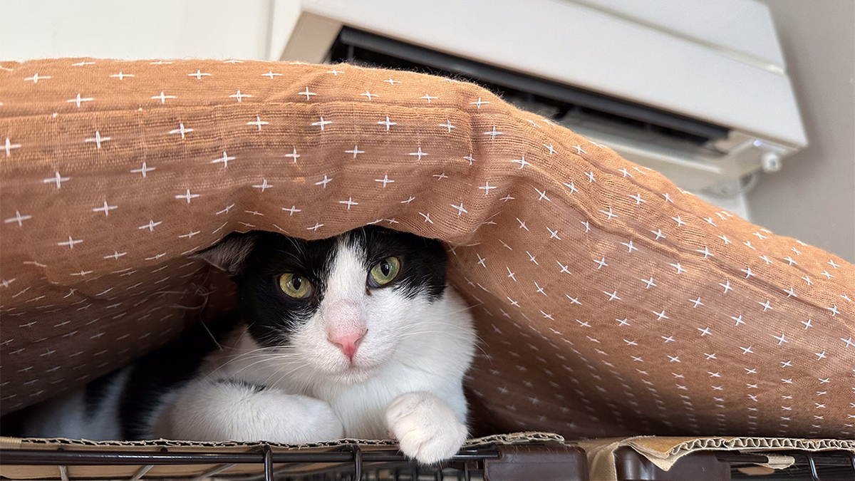 ASCII.jp：猫はエアコンの冷気が嫌いかも問題をこれまで撮影した猫写真