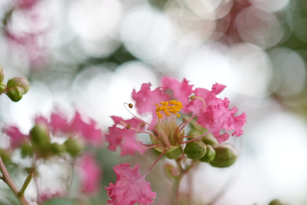 SONY「RX1RⅢ」実機レビュー