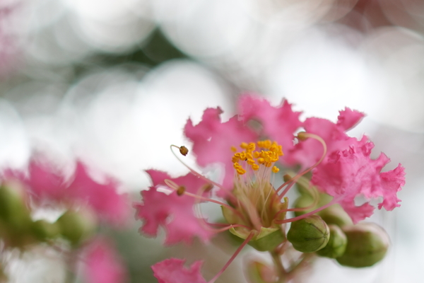 SONY「RX1RⅢ」実機レビュー