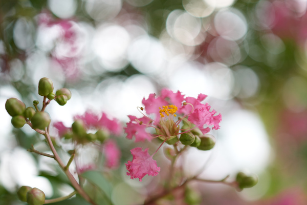 SONY「RX1RⅢ」実機レビュー