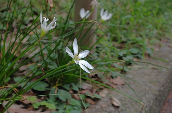 秋の木の実発♪~秋の植物・イベント「ダイバーシティ・パーク in 新宿中央公園2025」~