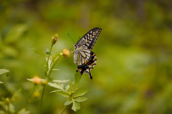 シグマ「20-200mm」実機レビュー
