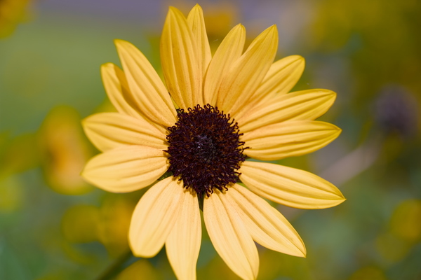 シグマ「20-200mm」実機レビュー